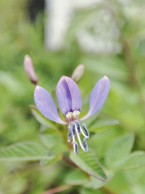 皺子白花菜