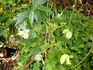 華八仙(華南分布)