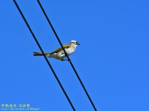 白頭翁(台灣亞種)