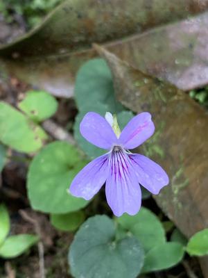 台灣菫菜