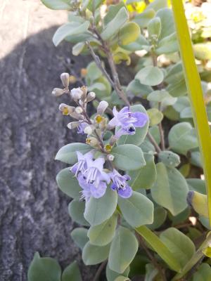 單葉蔓荊  白背蔓荊 蔓荊子