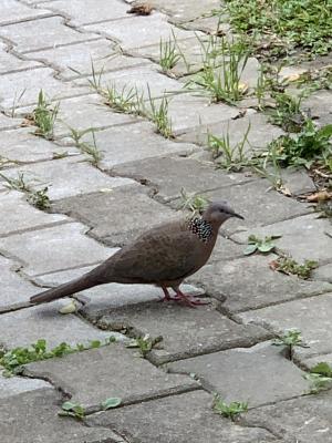 珠頸斑鳩