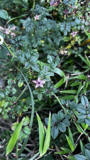 高山薔薇