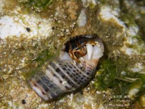 光掌硬殼寄居蟹 (住在燒酒螺的幼小個體)