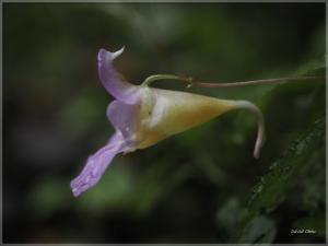 紫花鳳仙花