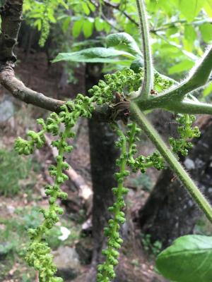 野核桃