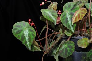 羅城秋海棠 (Begonia luochengensis S.M.Ku, C.I Peng & Yan Liu)