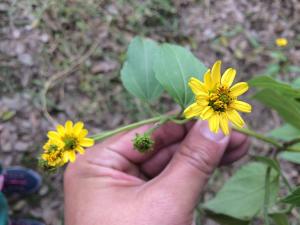 雙花蟛蜞菊