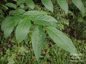 披針葉饅頭果