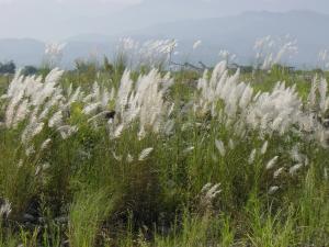 甜根子草