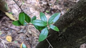 魯花樹