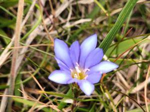 阿里山龍膽