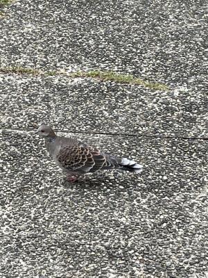 金背鳩(台灣亞種)