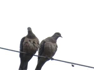 金背鳩(台灣亞種)