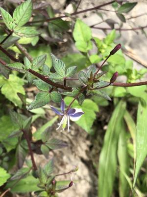 皺子白花菜