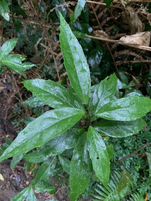 山桂花