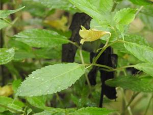 黃花鳳仙花