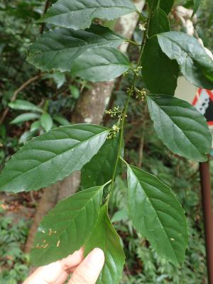 臺灣山桂花