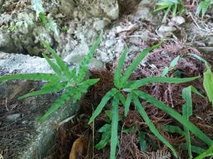 井欄邊草 (鳳尾蕨)