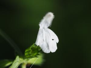 白花草