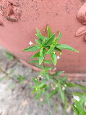 傘房花耳草