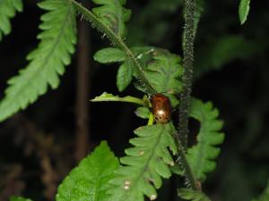 黃肩柱螢葉甲 (端六星廣螢金花蟲)