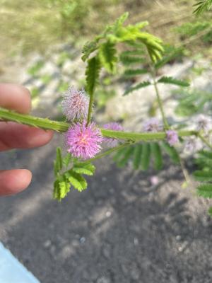 美洲含羞草 (巴西含羞草)