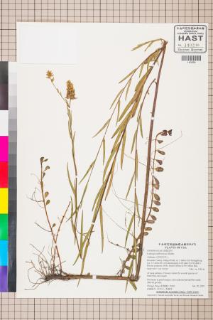 Ludwigia suffruticosa Walter_標本_BRCM 3465