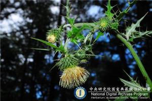 Cirsium hosokawae Kitam._BRCM 6171