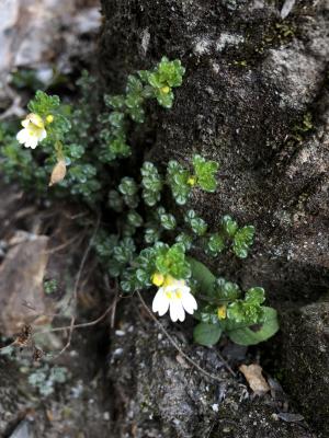 玉山小米草