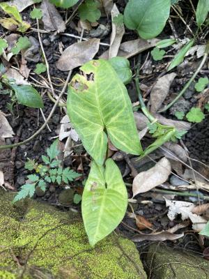 合果芋