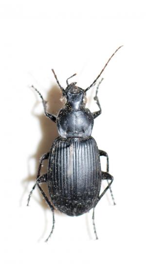 步行蟲 Carabidae sp.