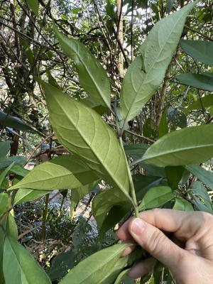 華八仙(華南分布)