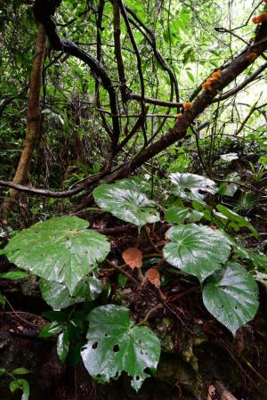 劉演秋海棠 (Begonia liuyanii C.I Peng, S.M.Ku & W.C.Leong)