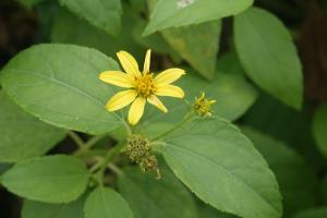 雙花蟛蜞菊