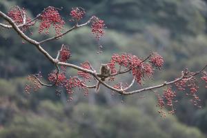 臺灣條紋松鼠