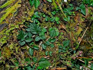 阿里山紫花鼠尾草