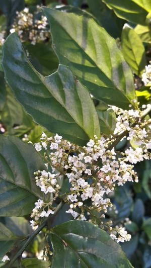 臺灣山桂花