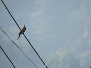 珠頸斑鳩