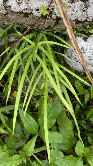 井欄邊草 (鳳尾蕨)