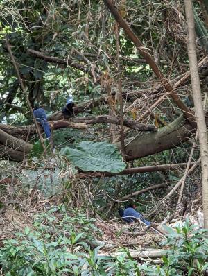 台灣藍鵲