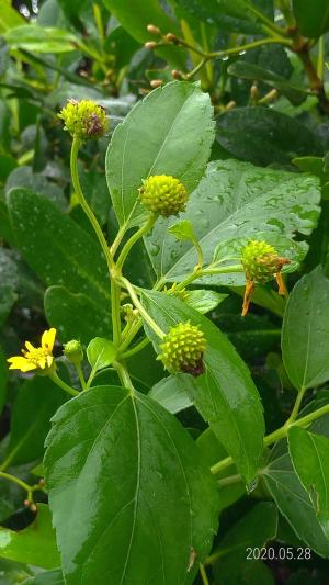 雙花蟛蜞菊