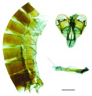 Graphium doson postianus (Fruhstorfer, 1902) 木蘭青鳳蝶