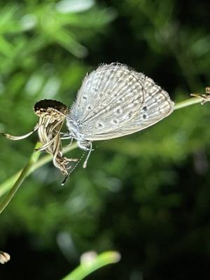 沖繩小灰蝶