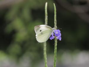 菜粉蝶