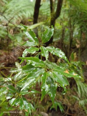 高山新木薑子