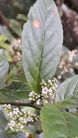 臺灣山桂花