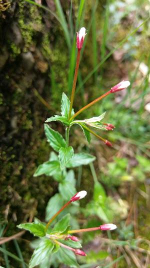 黑龍江柳葉菜