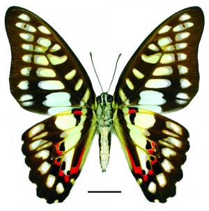 Graphium doson postianus (Fruhstorfer, 1902) 木蘭青鳳蝶