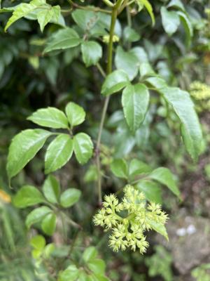 角花烏蘞莓